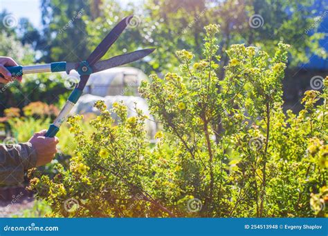 Farmer Hands Who Make Pruning Of Bushes With Large Garden Shears