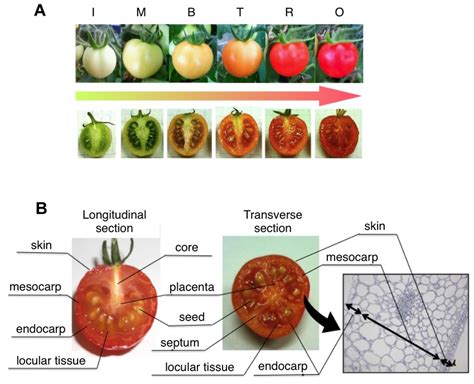 Preparation For Tissue Specific Analysis A The Fruit Ripening Stages