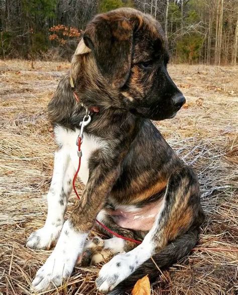 The Cane Corso Mix: 13 mixes with this majestic breed (with pictures) - Paw Planning