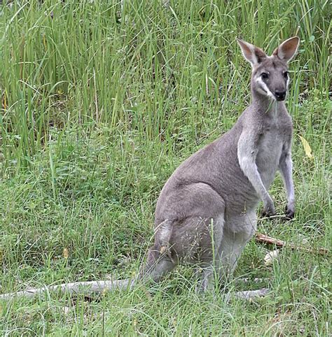 Whiptail wallaby | Macropus parryi facts