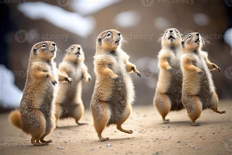 many marmots dancing for Groundhog Day. marmot celebration 2 February ...