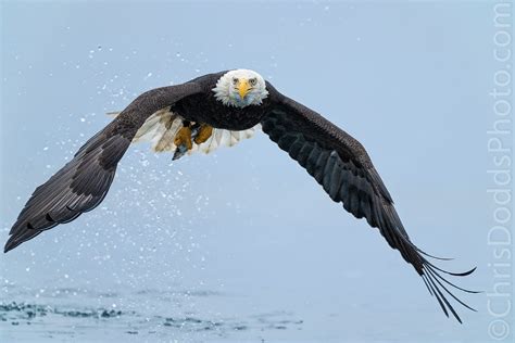 Bald Eagle With Fresh Fish Nature Photography Blog