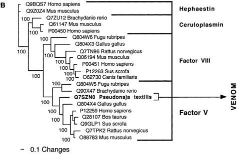 From Genome To “venome” Molecular Origin And Evolution Of The Snake