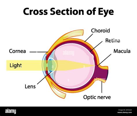 Anatomia Dell Occhio Umano Con Sezione Trasversale Dell Illustrazione