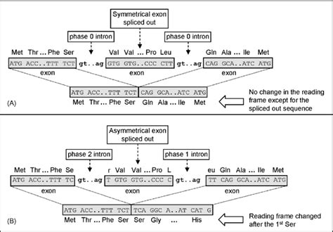 5 The Effect Of Intron Phase On Alternative Splicing A Alternative