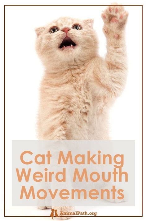 Cat Making Weird Mouth Movements Common Reasons And When To Worry In