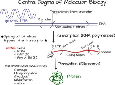 Central Dogma Diagram