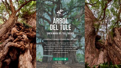 Árbol del Tule de Oaxaca Turismo de Oaxaca Vive Oaxaca