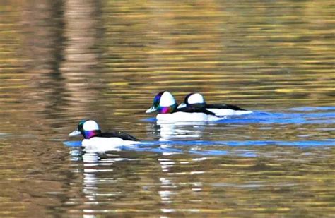 Bufflehead - Description, Habitat, Image, Diet, and Interesting Facts