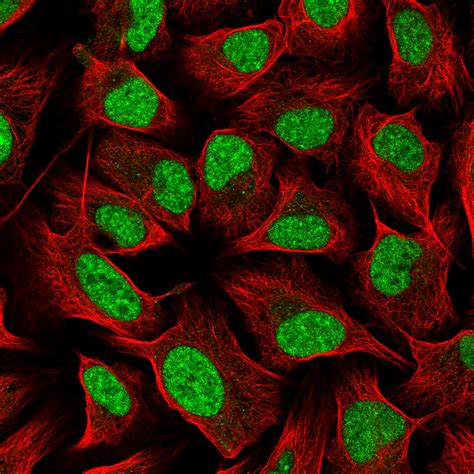 Subcellular Rexo The Human Protein Atlas