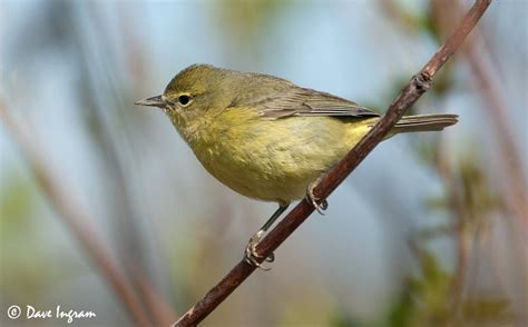 Orange Crowned Warbler