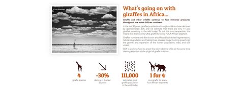 Sophie La Girafe UK ROI GCF Giraffe Conservation Foundation