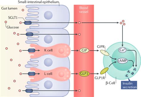 Function and mechanisms of enteroendocrine cells and gut hormones in ...