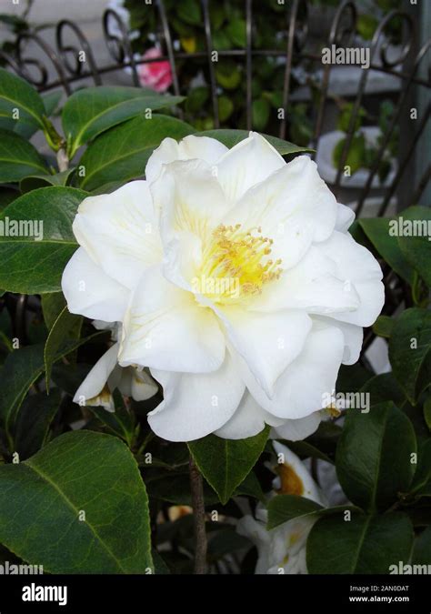 Camellia Japonica Silver Waves Stock Photo Alamy