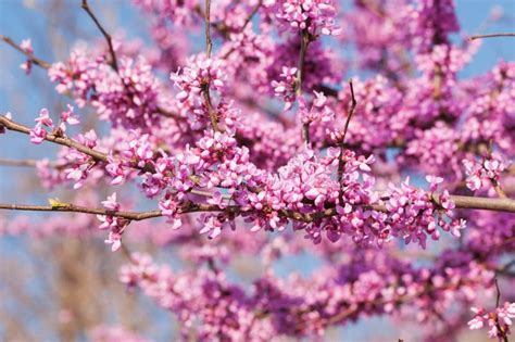 Redbud Tree With A Red Spotted Purple Admiral Stock Image - Image of masses, early: 27368413