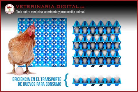 Eficiencia En El Transporte De Huevos Para Consumo Estrategias Clave