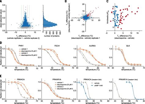 Tracking Cancer Drugs In Living Cells By Thermal Profiling Of The