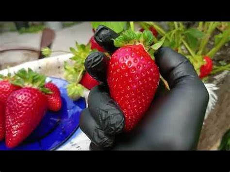 сорт Маригет НСД Франция. Земляничная Исландия. - YouTube