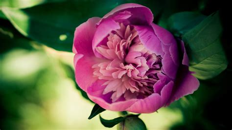 🔥 [70+] Peony Flower Wallpapers | WallpaperSafari