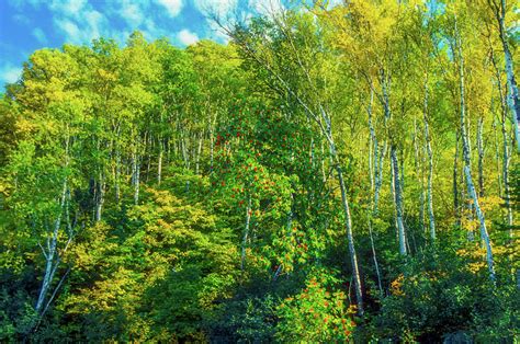 Birch Trees In MIchigan S Upper Peninsula Photograph By James C