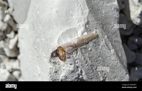 The Remains Of An Ancient Fossil Belemnite Inside In A Piece Of Chalk