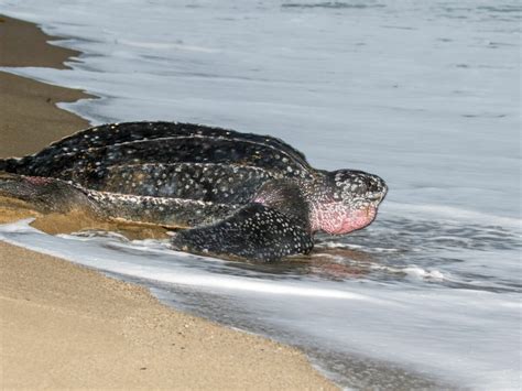 A Caribbean Perspective On World Sea Turtle Day Global Voices