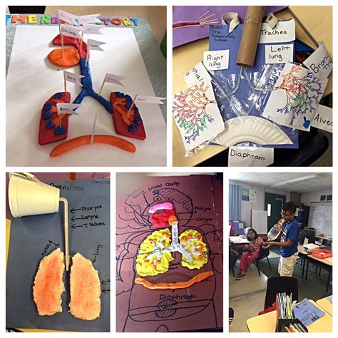 Respiratory System Model Ideas