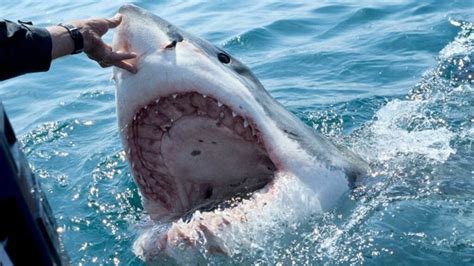 Shark Attack Statistics: What The Rising Numbers Reveal?