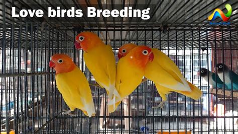 Albino Red Eye Love Birds Breeding YouTube