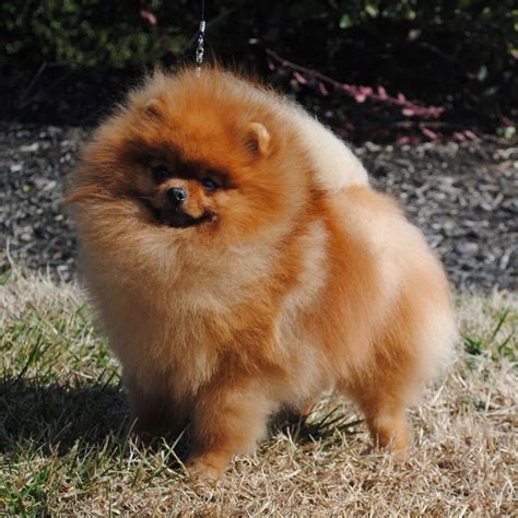 Orange – American Pomeranian Club