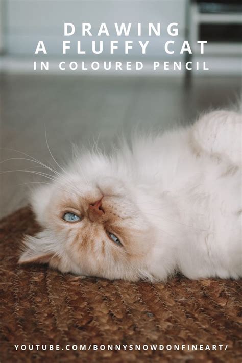 How To Draw A Fluffy Cat In Coloured Pencil Fluffy Cat Cats Colored