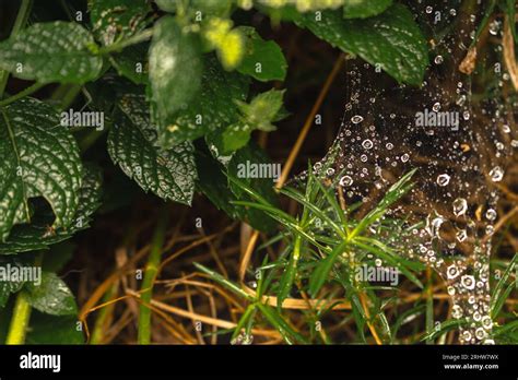 Water Droplet On Spider Web Hi Res Stock Photography And Images Alamy