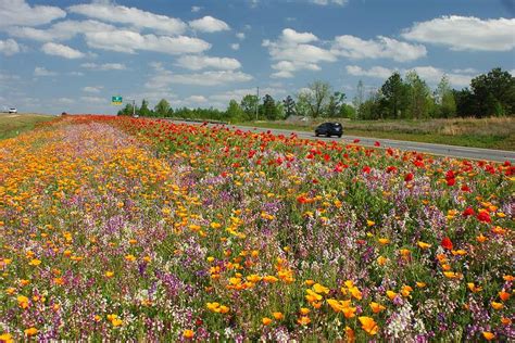 Which Nc Roadside Has The Best Wildflowers Wunc