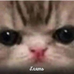 Pin De Obrezkova Ylia En Meme Gato Gatos Raros Gato Enojado