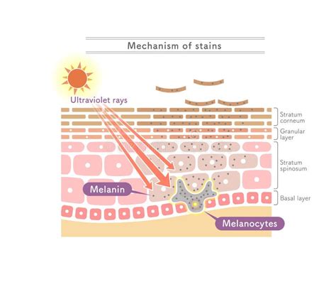 Illustration Showing The Structure Of The Stratum Corneum English