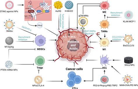 Frontiers Nanoparticle Based Drug Delivery Systems To Enhance Cancer