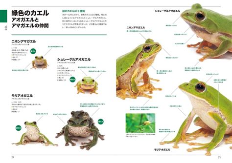 カエル、オタマジャクシ、卵がくらべてわかる！ わかって楽しい、見て楽しいカエル図鑑『くらべてわかるカエル』発売 (2021年7月16日