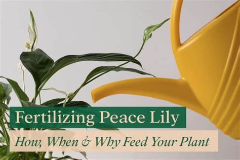 Fertilizing Peace Lily How When And Why Feed Your Spathiphyllum