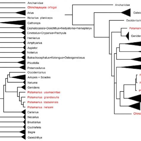 Phylogenetic tree inferred from morphological data (Marceniuk et al.,... | Download Scientific ...