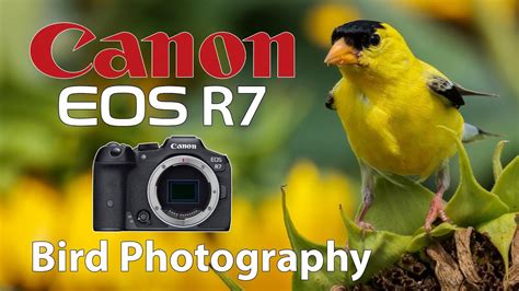 Canon R7 Bird Photography With RF 100 500 Lens YouTube