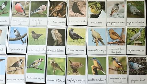 La Brigade Dannaelle Cartes De Nomenclature Sur Le Thème Des Oiseaux