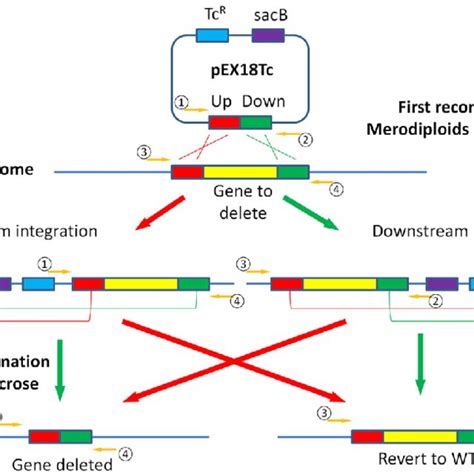 Gene Knockout Of P Aeruginosa Via Homology Recombination Primer 1 And