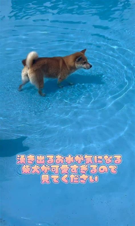 『なにこれ？』犬がプールで遊んだ結果どうしても『湧き出る水』が気になる姿に28万再生の反響「ちょいちょいしてて好きw」「可愛すぎ