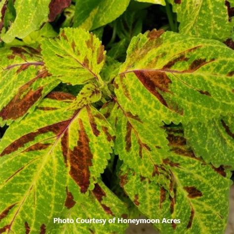 Wizard Coleus Archives Honeymoon Acres Greenhouse