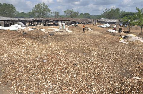 Boosting The Bottom Line Through Tech For High Quality Cassava Peel