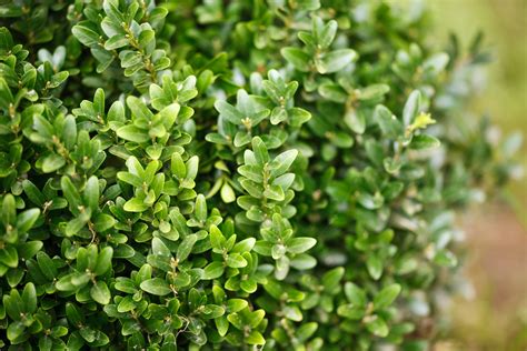 Buxus Sempervirens Plants To Your Door