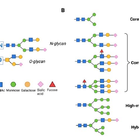 N-and O-protein glycosylation (A) and N-glycans of different structure ...