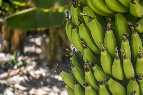 Biomassa de banana verde Benefícios e receitas