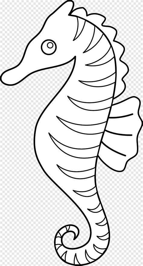 Seahorse Line Art Sea Horse Outline Monochrome Vertebrate Png Pngegg