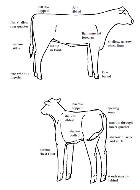 Learning To Judge 4 H Livestock Judging Programs How To Judge Beef